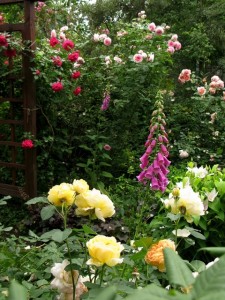 róże w ogrodzie 1