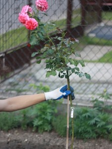 przywiązanie rózy piennej na prosto do palika