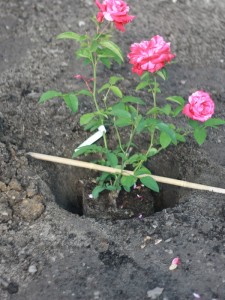 wsadzamy różę do przygotowanego miejsca tak aby miejsce okulizacji znalazło się poniżej powierzchni gruntu