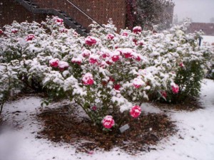 pielęgnacja roż zimą
