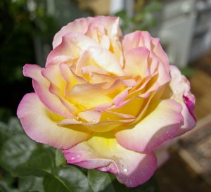 róża wielkokwiatowa Peace