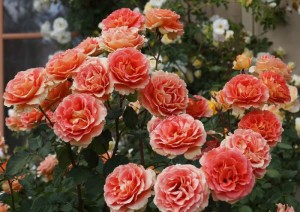 róże wielkokwiatowe