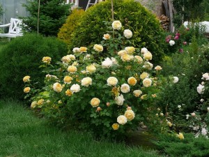 gatunki róz angielskich