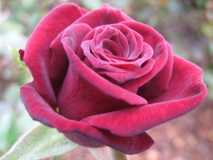 róże odmiany wielkokwiatowe