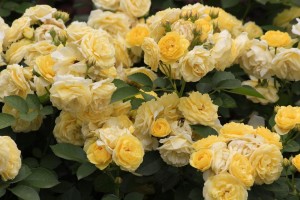 piękne róże 1