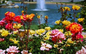 piękne róże i woda