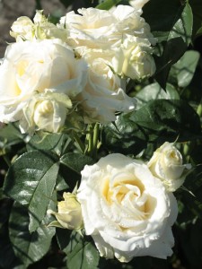 polska róża wielkokwiatowa Chopin