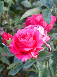 polska róża wielkokwiatowa Venrosa