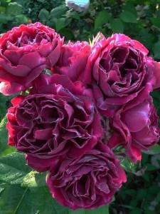 róże bezkolcowe Baron Girod de Lain