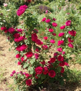 róże bezkolcowe Jamain