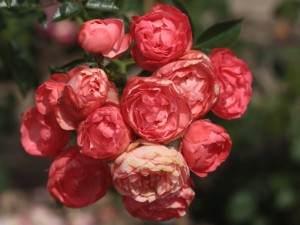 róże bezkolcowe Margo koster
