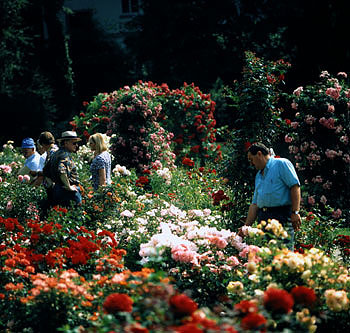 konkurs róż - a flower festival (Landesgartenschau) of Baden-Baden