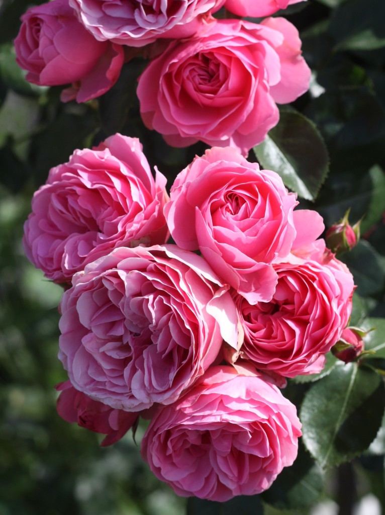 różowe róże - Leonardo da Vinci