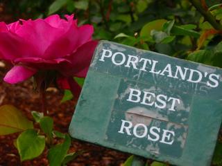 amerykański konkurs róż - Portland Rose Festival 