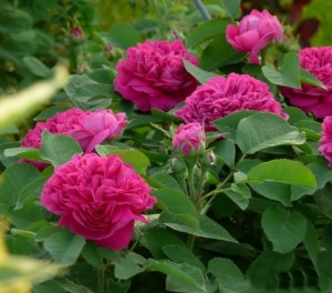 różowe róże - Rose de Resht