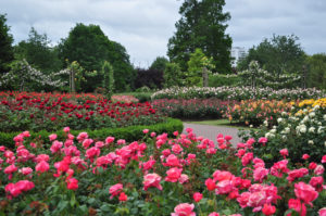 Róże królowe ogrodów