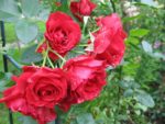pachnąca róża pnąca - odmiana Don Juan