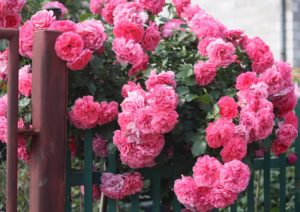 obficie kwitnąca różowa piękność - Rosarium pnąca
