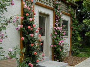 efektowne wejście - róże pnące zdobią fasadę domu 