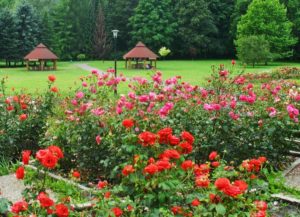 róża w ogrodzie - Wojewodzki-Park-Kultury-i-Wypoczynku-w-Chorzowie