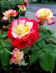 Jak wkomponować w krajobraz róże pienne - odmiana Double Delight