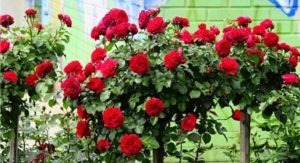 Jak wkomponować róże pienne w ogród - odmiana Red Leonardo da Vinci