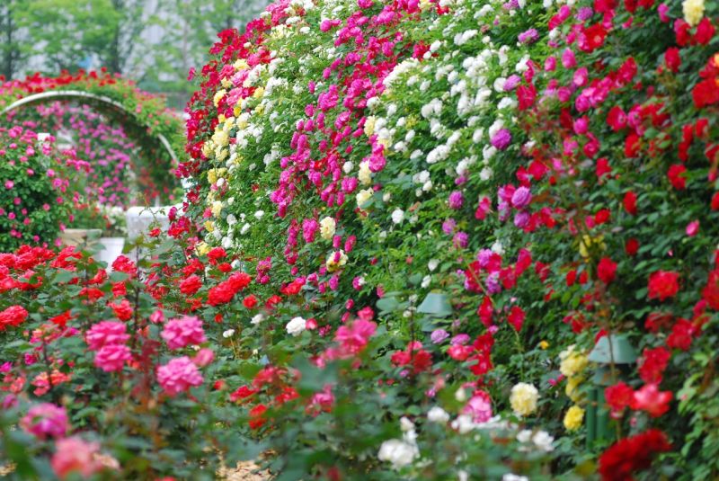 róża w ogrodzie - spektakularne nasadzenia w rosariach