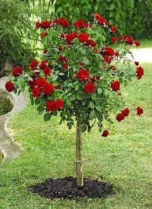 Jak wkomponować w ogród róże pienne - odmiana kopułowa Dame de Coure