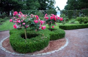 Jak wkomponować w ogród róże pienne - róże pienne w kompozycji z bukszpanem