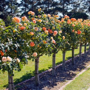 Jak wkomponować w ogród róże pienne - szpaler róż piennych