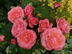 Termin kwitnienia róż - Aachener Dom