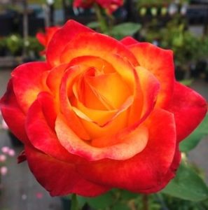 Róże wielkokwiatowe - bogactwo zapachów i kolorów - Alinka