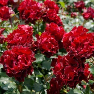 Róże wielkokwiatowe - bogactwo zapachów i kolorów - Barbara