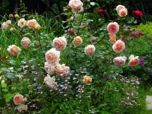 Ogrody ozdobione różami