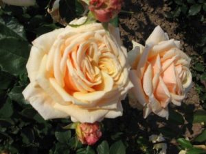 Róże wielkokwiatowe - bogactwo zapachów i kolorów - Diamond Jubilee
