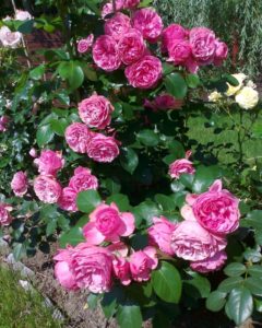 Ogrody ozdobione różami - odmiana Leonardo da Vinci