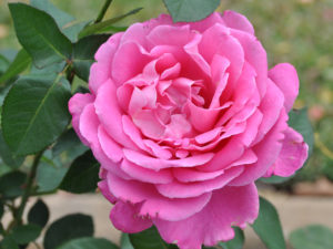 Róże wielkokwiatowe - bogactwo zapachów i kolorów - Pink Peace