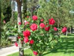 Róże wielkokwiatowe - bogactwo zapachów i kolorów