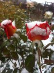 Termin kwitnienia róż - pierwsze ataki zimy