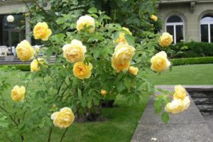 Ogrody ozdobione różami - róże żółte parkowe