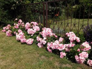 różowe róże rabatowe