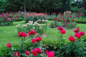 róże w ogrodzie
