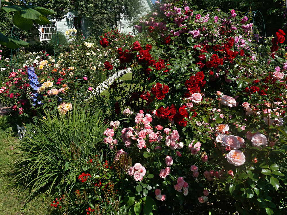 róża stulistna w ogrodzie