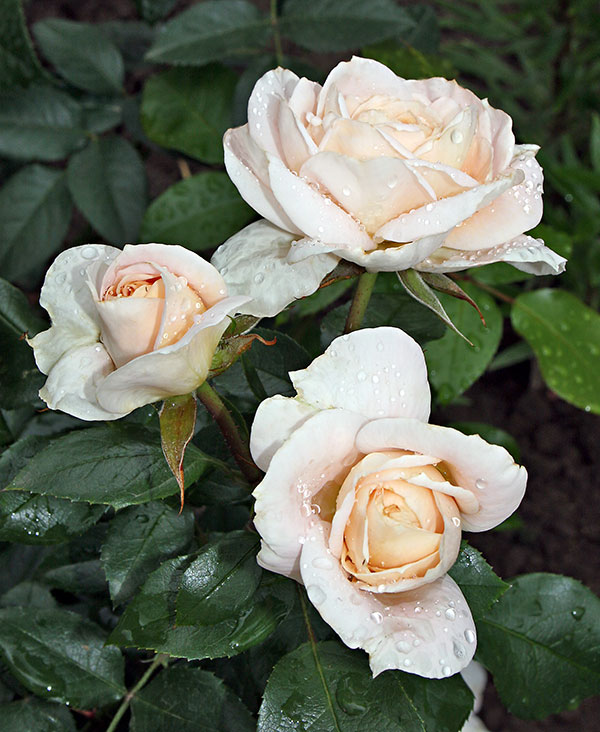 białe róże w ogrodzie