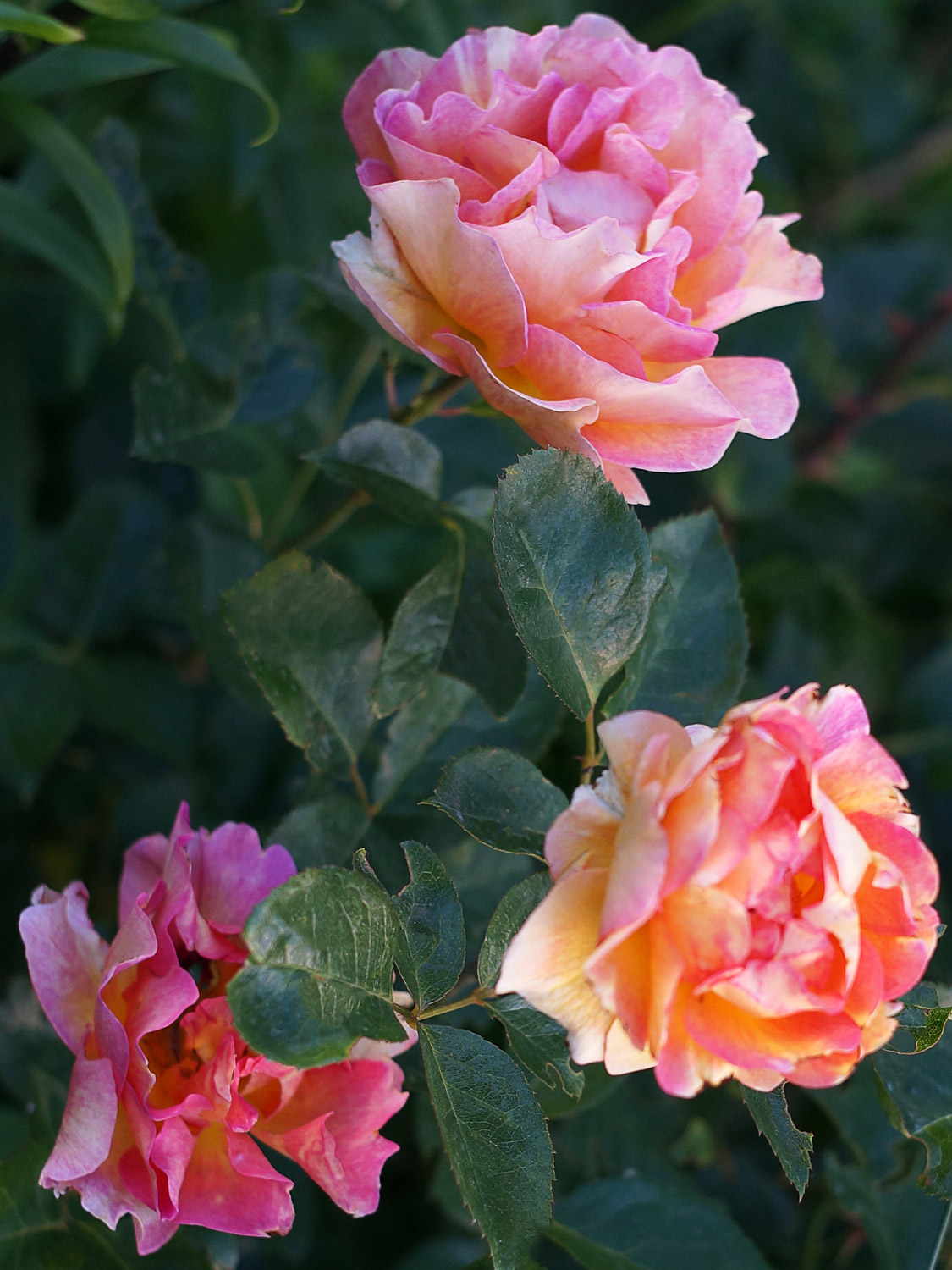 róże parkowe w ogrodzie