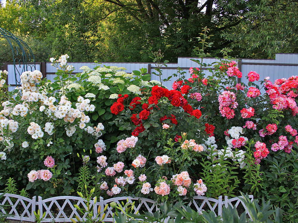 róże krzaczaste w ogrodzie