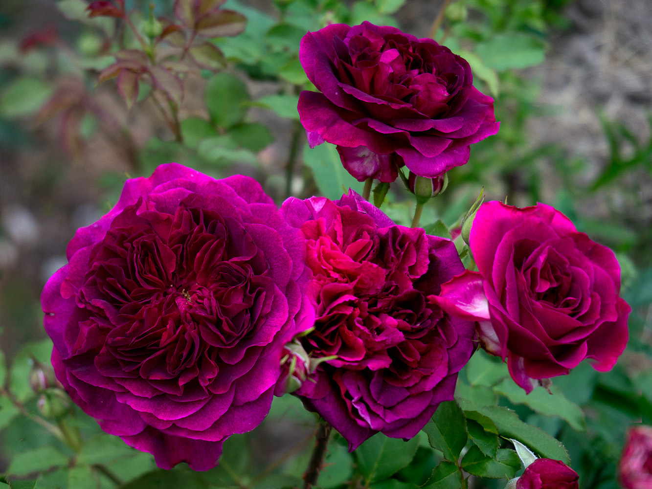 fioletowe róże