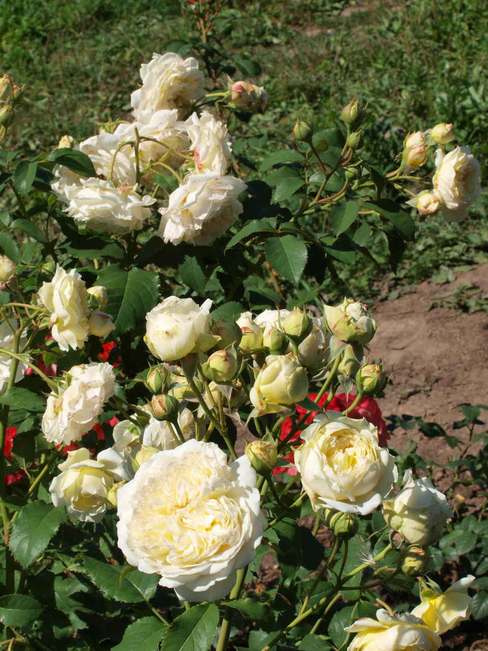 róże wielokwiatowe w ogrodzie