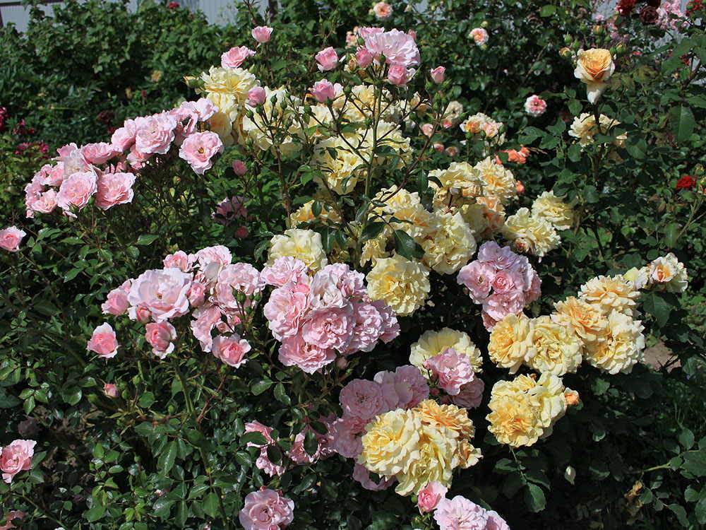 odmiany róż wielokwiatowych