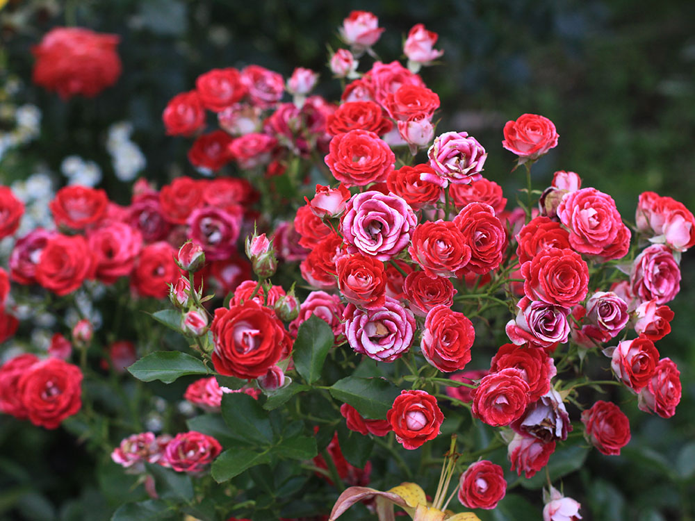 róże drobnokrzaczaste - uprawa